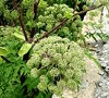 Herbal Uric Acid Inhibitor: Angelica sinensis photo