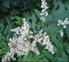 Herbal Uric Acid Inhibitor: Artemisia anomola photo