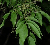 Fraxinus rhynchophylla photo