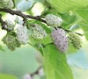 Herbal Uric Acid Inhibitor: Morus alba photo