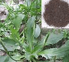 Herbal Uric Acid Inhibitor: Plantago asiatica photo