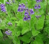 Herbal Uric Acid Inhibitor: Scutellaria barbata photo