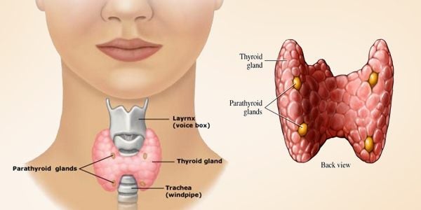 Thyroid Diseases and Gout